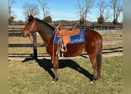 American Quarter Horse, Stute, 8 Jahre, 135 cm, Rotbrauner