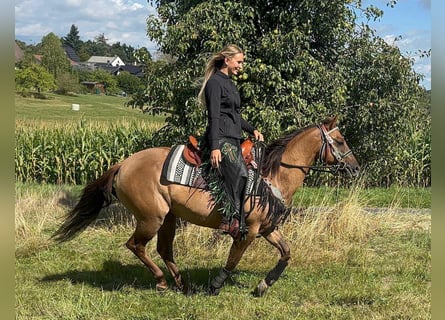 American Quarter Horse, Stute, 8 Jahre, 145 cm, Hellbrauner