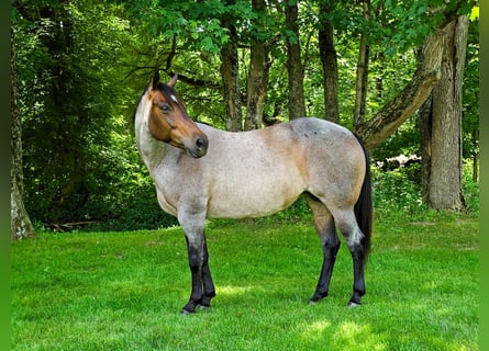 American Quarter Horse, Stute, 8 Jahre, 147 cm, Roan-Blue