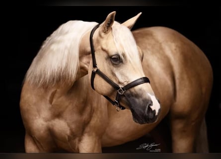 American Quarter Horse, Stute, 8 Jahre, 148 cm, Palomino