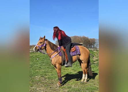 American Quarter Horse, Stute, 8 Jahre, 150 cm, Red Dun