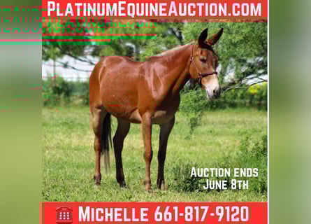 American Quarter Horse, Stute, 8 Jahre, 152 cm, Dunkelfuchs