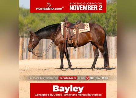 American Quarter Horse, Stute, 8 Jahre, 152 cm, Rotbrauner