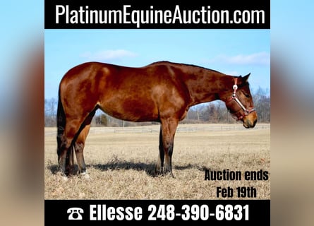 American Quarter Horse, Stute, 8 Jahre, 152 cm, Rotbrauner
