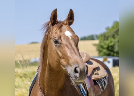 American Quarter Horse, Stute, 8 Jahre, 153 cm, Fuchs