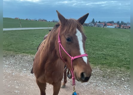 American Quarter Horse, Stute, 8 Jahre, 155 cm, Dunkelfuchs