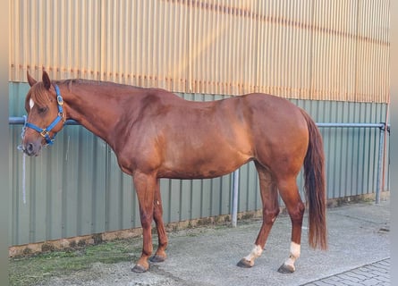 American Quarter Horse, Stute, 8 Jahre, 155 cm, Fuchs