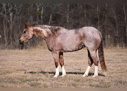American Quarter Horse, Stute, 8 Jahre, 155 cm, Roan-Red