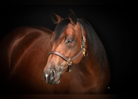 American Quarter Horse, Stute, 8 Jahre, 160 cm, Brauner