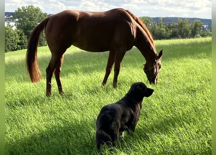 American Quarter Horse, Stute, 8 Jahre, 162 cm, Fuchs