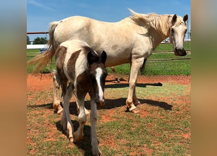 American Quarter Horse, Stute, 8 Jahre, 163 cm, Palomino