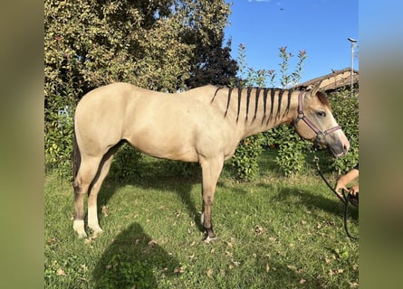 American Quarter Horse, Stute, 8 Jahre, Buckskin