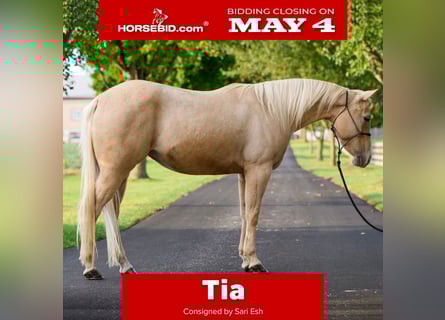 American Quarter Horse, Stute, 8 Jahre, Palomino