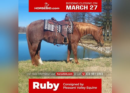 American Quarter Horse, Stute, 8 Jahre, Roan-Red