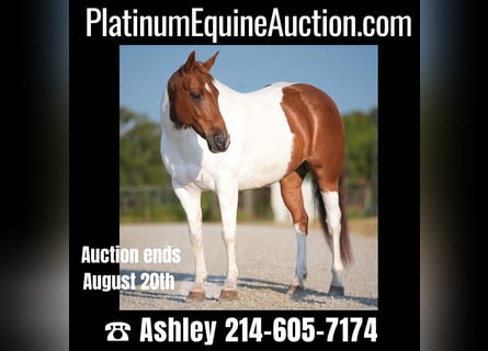 American Quarter Horse, Stute, 8 Jahre, Tobiano-alle-Farben