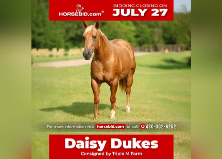 American Quarter Horse, Stute, 9 Jahre, 142 cm, Palomino