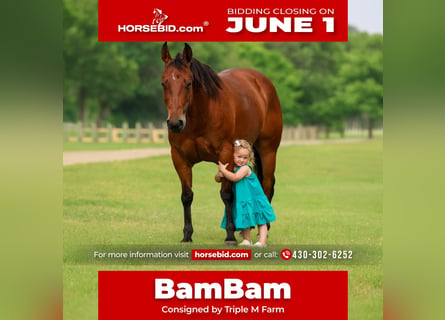 American Quarter Horse, Stute, 9 Jahre, 142 cm, Rotbrauner
