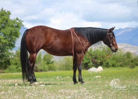 American Quarter Horse, Stute, 9 Jahre, 145 cm, Rotbrauner