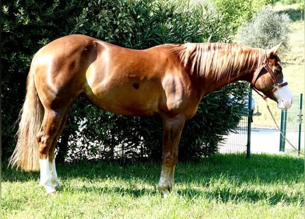 American Quarter Horse, Stute, 9 Jahre, 148 cm, Fuchs