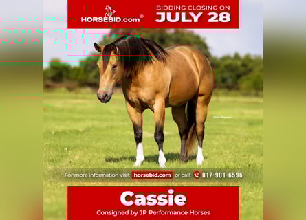 American Quarter Horse, Stute, 9 Jahre, 152 cm, Buckskin
