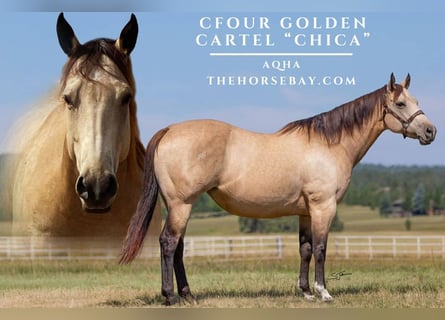 American Quarter Horse, Stute, 9 Jahre, 152 cm, Buckskin