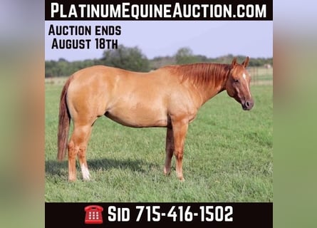 American Quarter Horse, Stute, 9 Jahre, 152 cm, Falbe