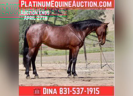 American Quarter Horse, Stute, 9 Jahre, 152 cm, Roan-Bay