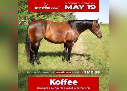 American Quarter Horse, Stute, 9 Jahre, 152 cm, Rotbrauner