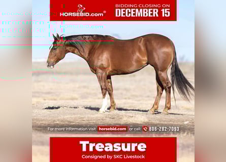 American Quarter Horse, Stute, 9 Jahre, 152 cm, Rotfuchs