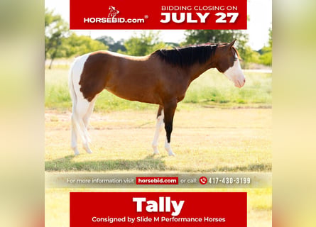 American Quarter Horse Mix, Stute, 9 Jahre, 152 cm, Schecke