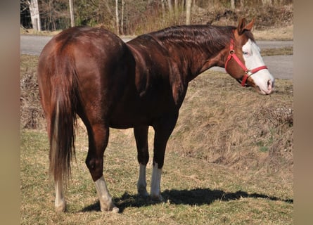 American Quarter Horse, Stute, 9 Jahre, 153 cm, Brauner