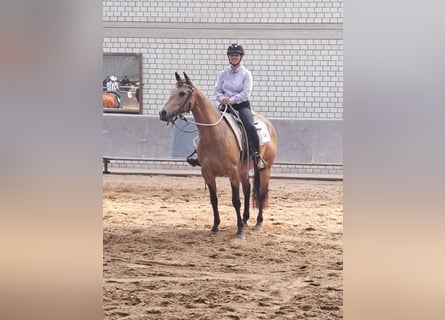 American Quarter Horse, Stute, 9 Jahre, 154 cm, Buckskin