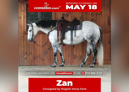 American Quarter Horse, Stute, 9 Jahre, Apfelschimmel
