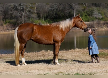 American Quarter Horse, Stute, 9 Jahre, Palomino
