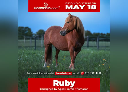 American Quarter Horse Mix, Stute, 9 Jahre, Rotfuchs