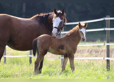 American Quarter Horse, Stute, Fohlen (06/2023), 143 cm, Champagne