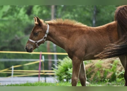American Quarter Horse, Stute, , 143 cm, Dunkelfuchs