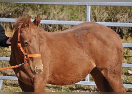 American Quarter Horse, Stute, Fohlen (01/2025), 143 cm, Dunkelfuchs