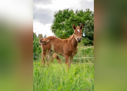 American Quarter Horse, Stute, Fohlen (05/2024), 147 cm, Dunkelfuchs