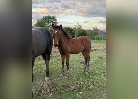 American Quarter Horse Mix, Stute, Fohlen (05/2025), 148 cm, Brauner