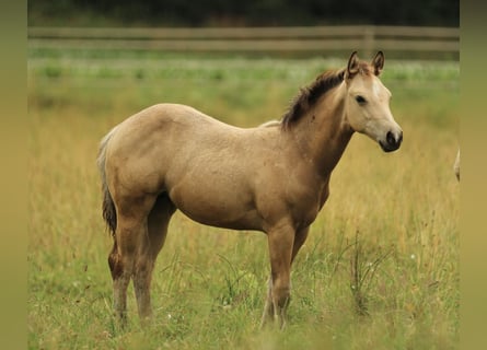 American Quarter Horse, Stute, , 148 cm, Buckskin