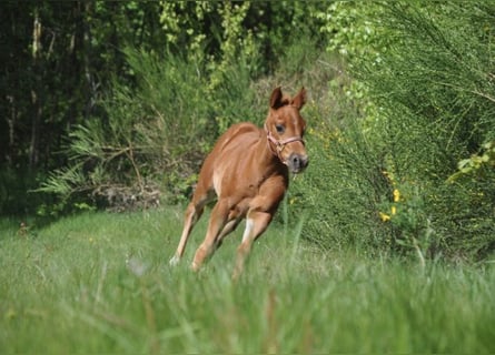 American Quarter Horse, Stute, , 148 cm, Dunkelfuchs