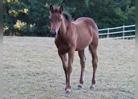 American Quarter Horse, Stute, Fohlen (05/2026), 150 cm, Brauner