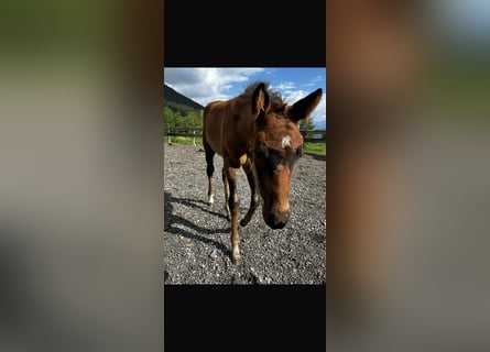 American Quarter Horse, Stute, Fohlen (05/2024), 150 cm, Brauner