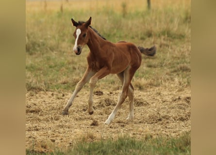 American Quarter Horse, Stute, Fohlen (05/2025), 150 cm, Brauner