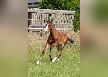 American Quarter Horse, Stute, Fohlen (06/2025), 150 cm, Brauner