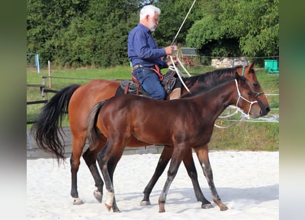American Quarter Horse, Stute, Fohlen (05/2025), 150 cm, Brauner