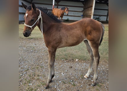American Quarter Horse, Stute, , 150 cm, Brauner