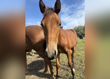 American Quarter Horse, Stute, Fohlen (03/2025), 150 cm, Brauner