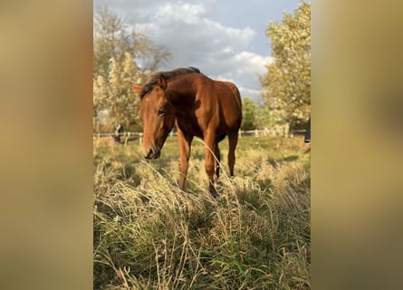 American Quarter Horse, Stute, Fohlen (03/2025), 150 cm, Brauner